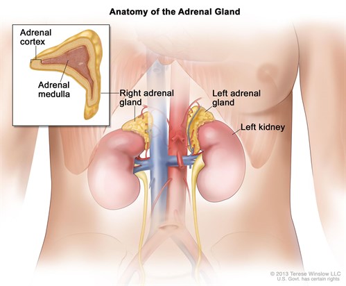 Image result for adrenalectomy